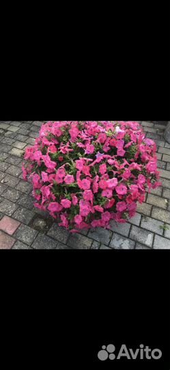 Цветы - Петуния Ампельная