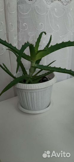 Алоэ лечебный