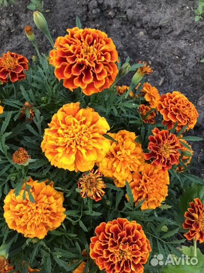 Семена бархатцев