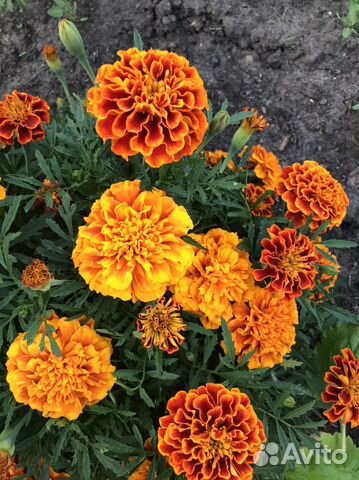 Семена бархатцев