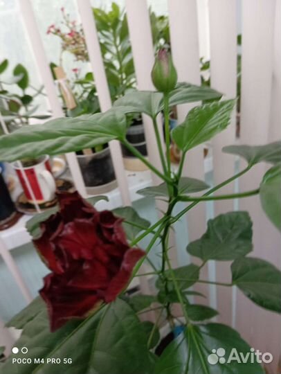 Гибискус китайская роза