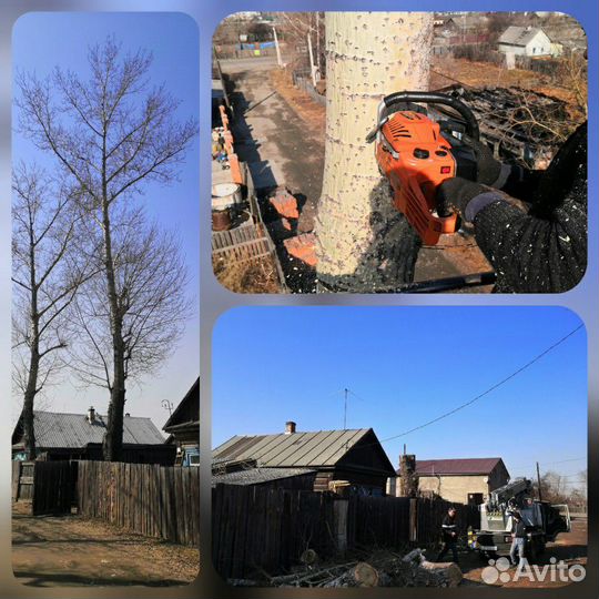 Спил деревьев