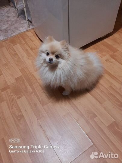 Немецкий шпиц вязка