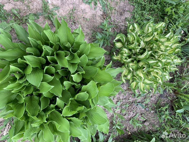 Хоста,малина,ежемалина,роза,маргаритки,облепиха