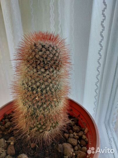 Суккуленты, сансы, кактусы