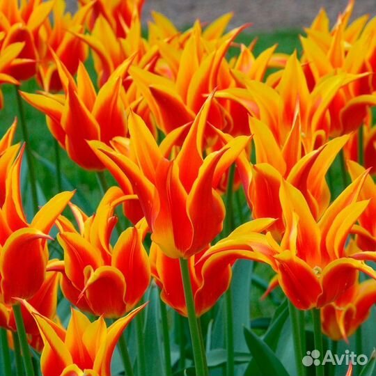 Сортовые тюльпаны, луковички