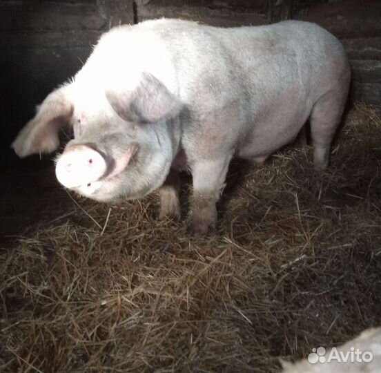 Хряк на племя