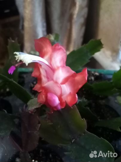 Сортовые декабристы,пералгонии,комнатные цветы