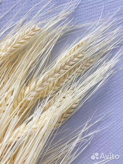 Ячмень сухоцвет