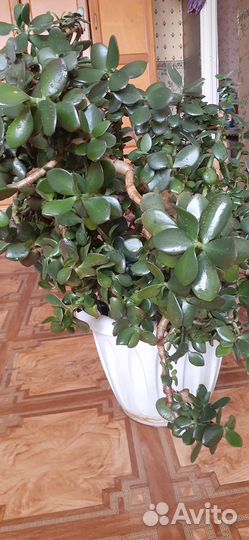 Продам цветы комнатные