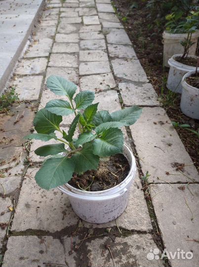 Джинура от 100 болезней