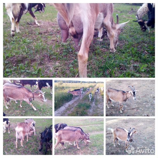 Козы и козочки