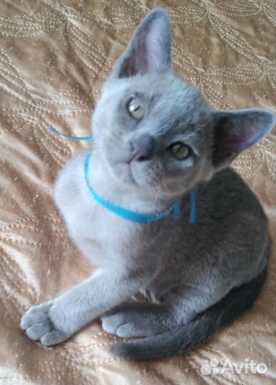Котята европейской бурмы
