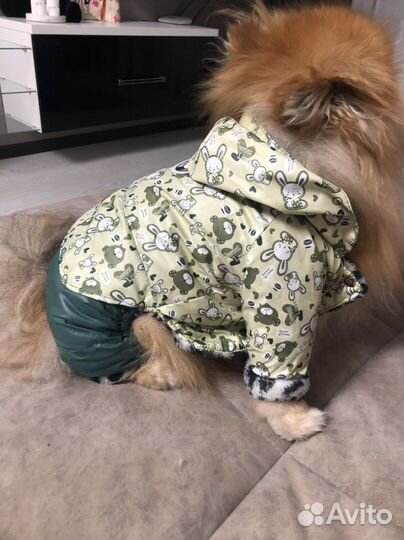 Одежда для собак