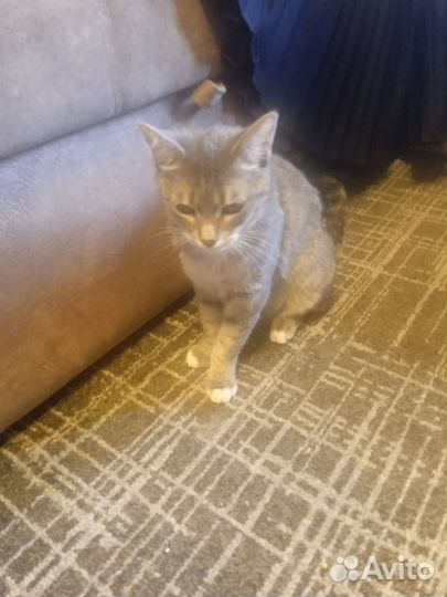 Кошка в добрые руки