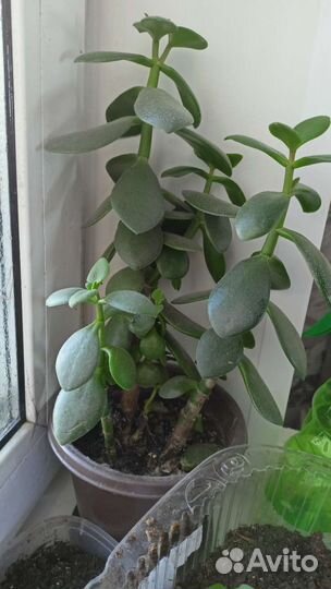 Кактус, Толстянка