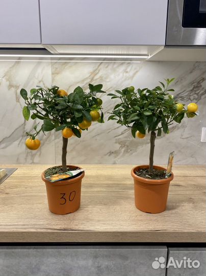 Мандариновое дерево