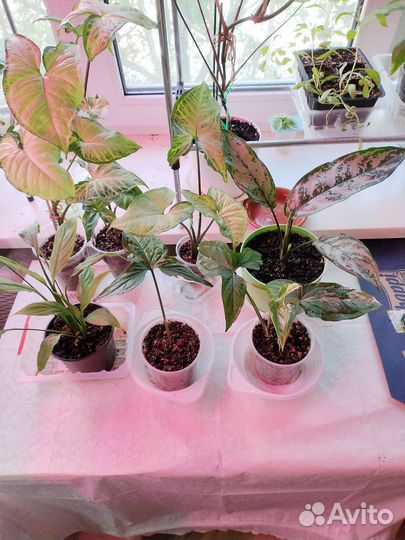 Комнатные растения