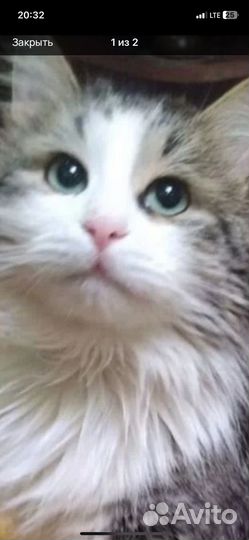 Кошки
