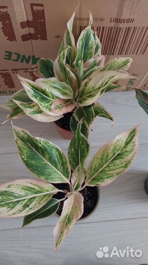 Комнатные цветы,аглаонема, сциндапсус, эпифиллум