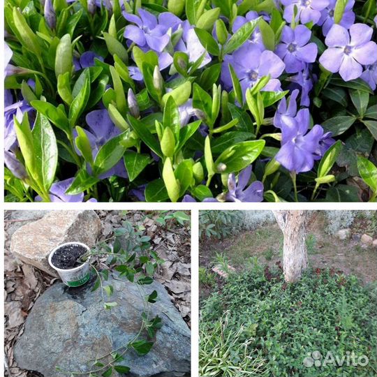 Многолетники садовые