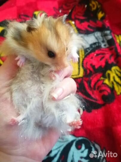 Сирийский хомяк