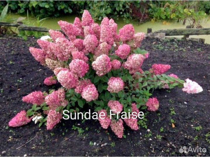 Гортензия метельчатая