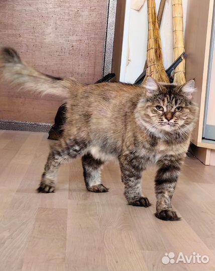 Стерильная Сайра заботливым людям