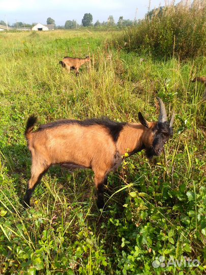 Чешский козёл