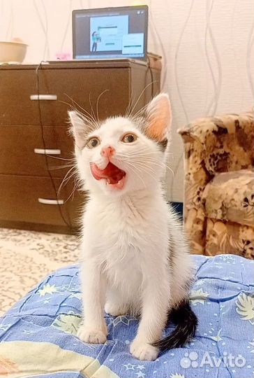 Котёнок Бендер из знаменитого видео - мема