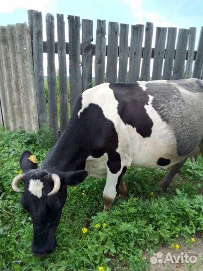 Продаётся корова 6 лет, цена при осмотре
