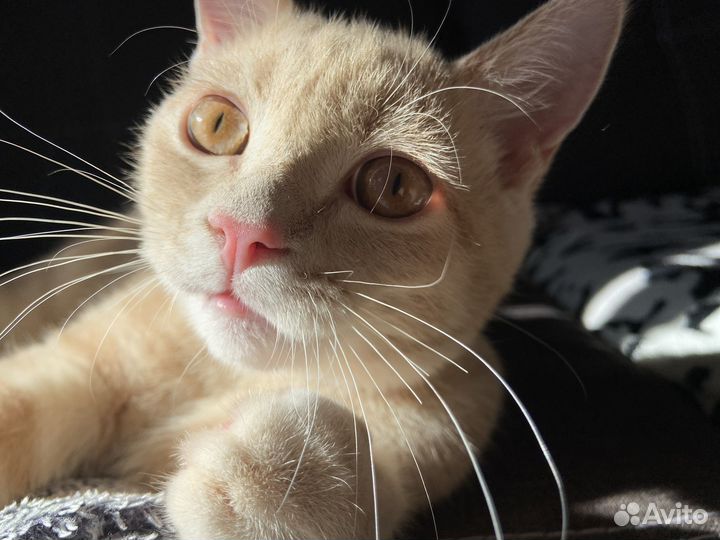 Отдам кота в добрые руки