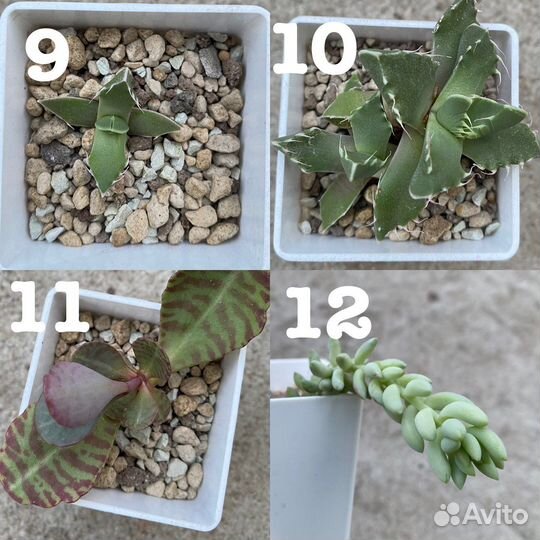 Суккуленты