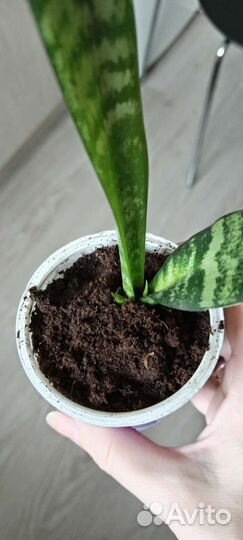 Сансевиерия тещин язык