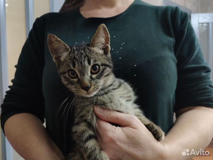 В добрые руки