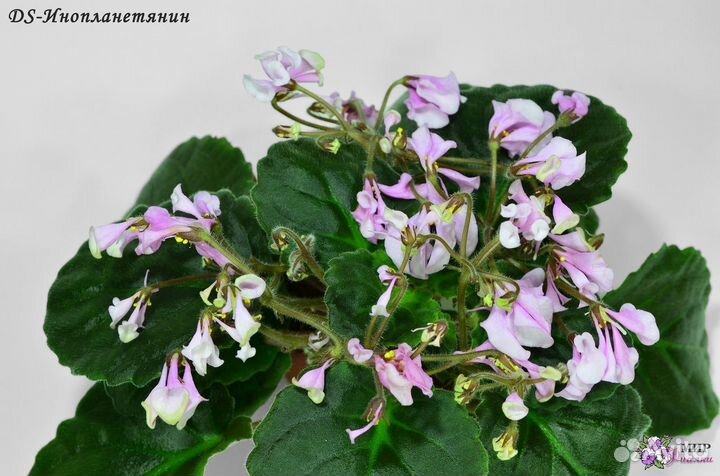 Фиалки - детки- набор