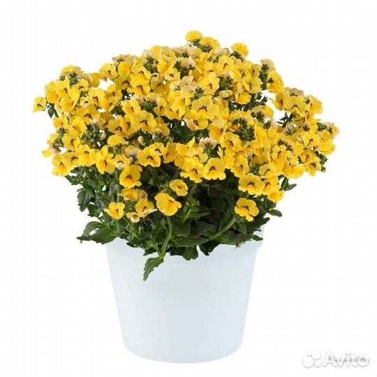 Немезия вегетативная