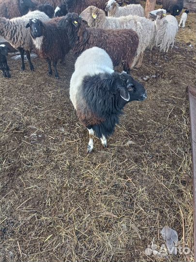 Баран дорпер