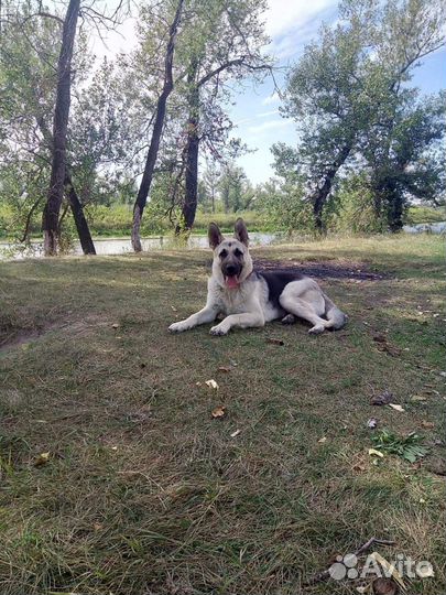 Щенок восточноевропейской овчарки