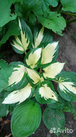 Хоста, лабазник варегатный