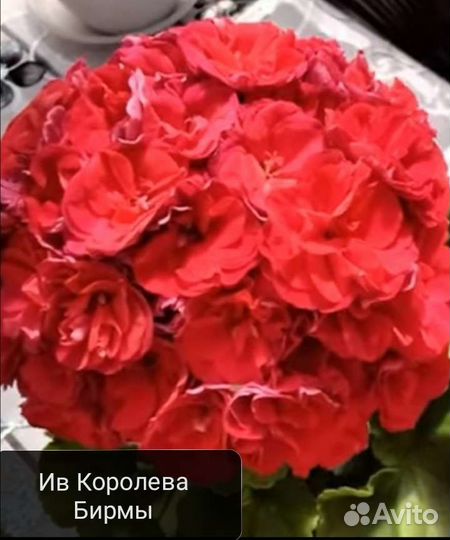 Сортовая пеларгония