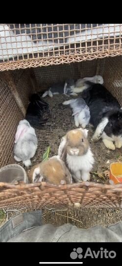 Франзуский баранчики