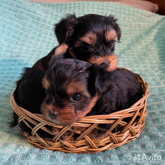 Йоркширский терьер