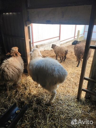 Барашки курдючные