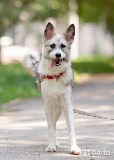 Собака в добрые руки отдам бесплатно