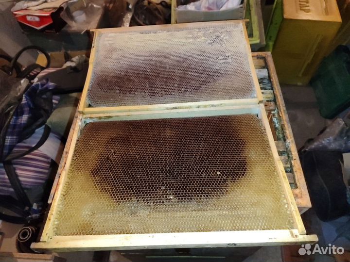 Сушь для пчел