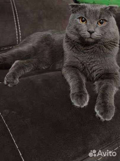 Шотландец/британец