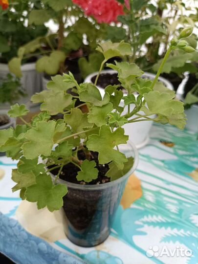 Пеларгония