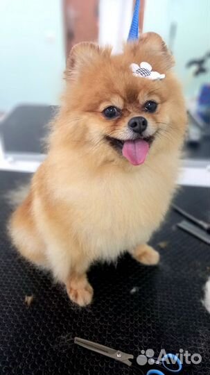 Стрижка собак