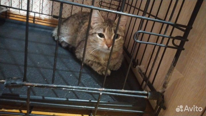 Ищет дом замечательная кошка Даша